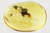 Detailed Fossil Checkered Beetle Larva & True Midge in Baltic Amber #367424-1
